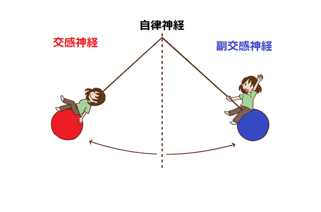 自律神経 交感神経 副交感神経