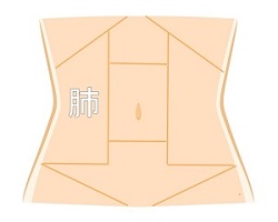 肺の領域
