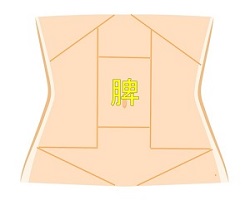 脾の領域