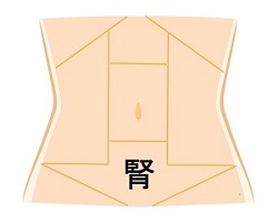腎の領域