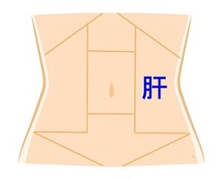肝の領域