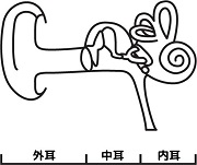耳の構造のイラスト