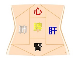 お腹を東洋医学の五蔵名称で5つの区分にわけたお腹