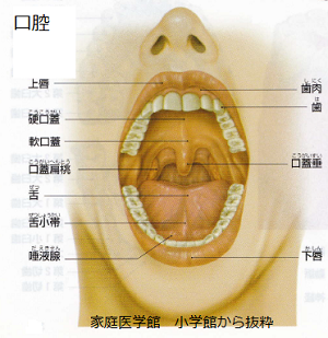 口腔の名称