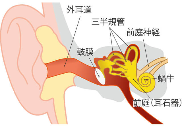 耳の構造