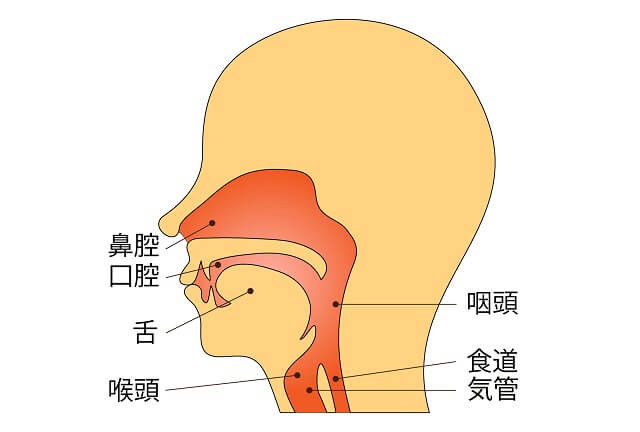 上気道